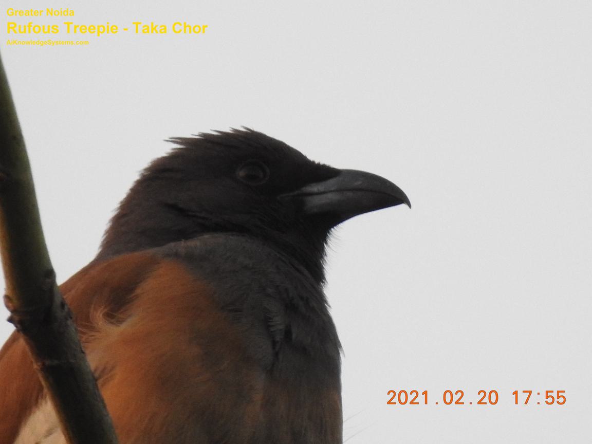 Rufous Treepie (82) Coming Soon